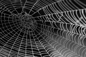 WEB